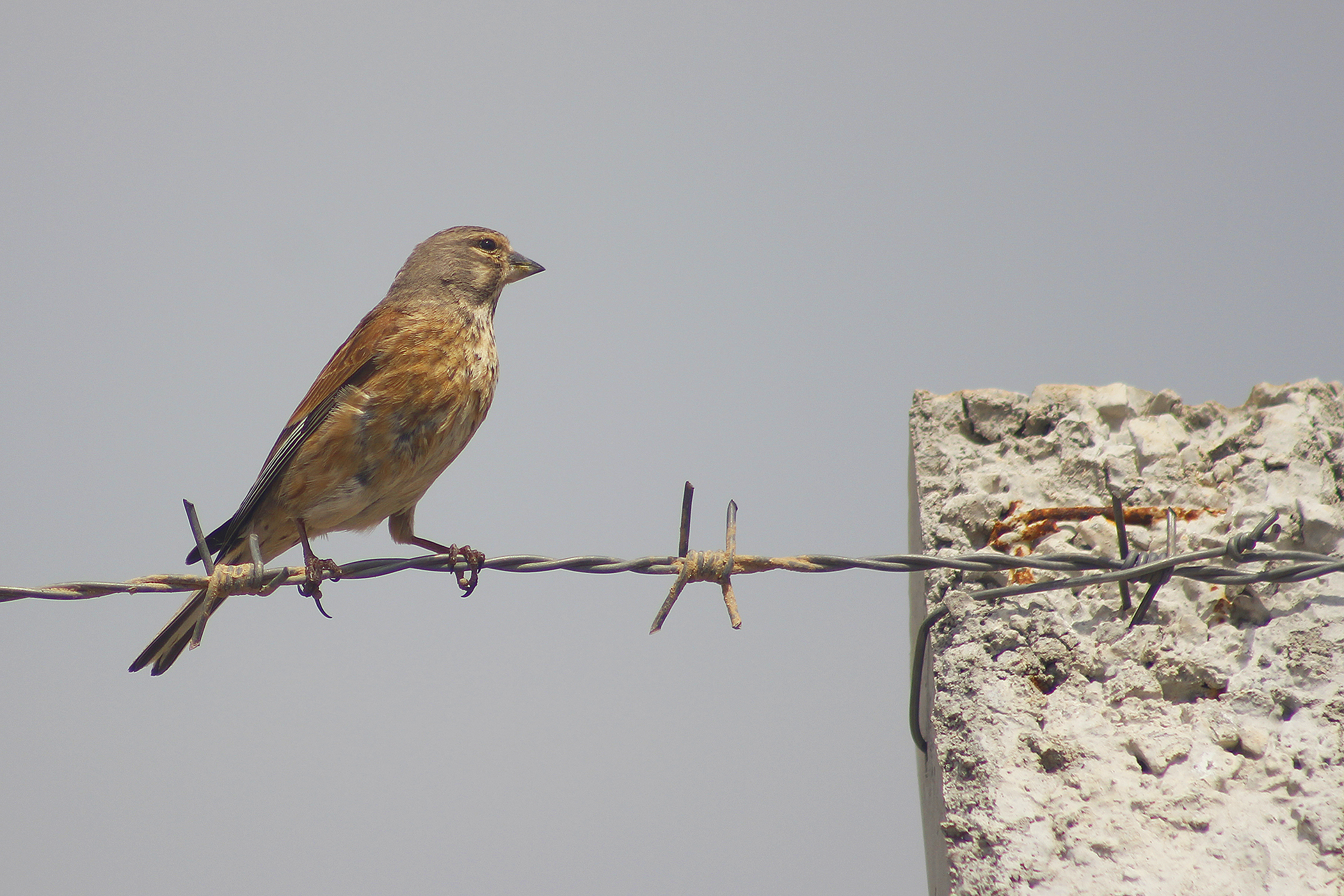 Eurasian Linnet
